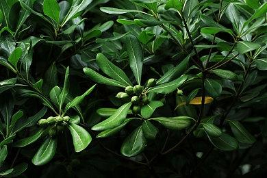 前任天堂设计师谈《幻兽帕鲁》：任天堂应该采取措施了